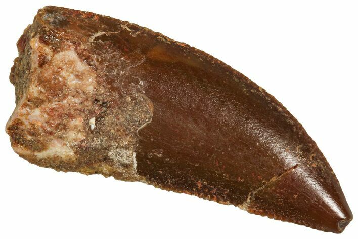 Serrated Raptor Tooth - Real Dinosaur Tooth #371438